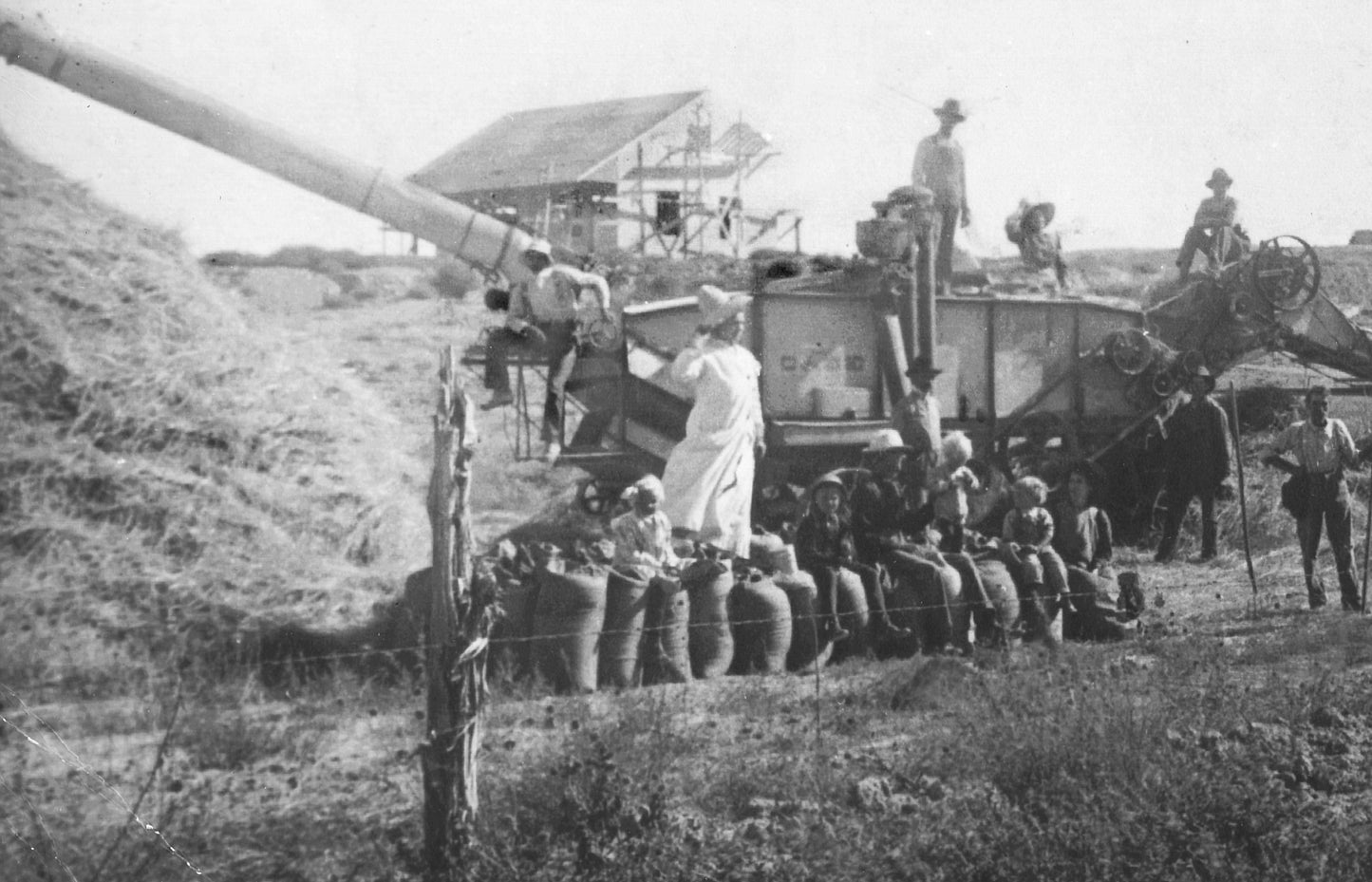 Calcetines con animales